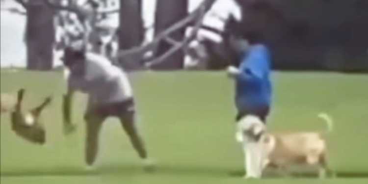 Manurewa dog abuse: Door-knocking efforts begin after fresh set of leads, k in rewards offered Manurewa dog abuse: Door-knocking efforts begin after fresh set of leads, k in rewards offered