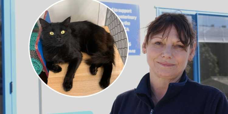 SPCA worker injured retrieving runaway cat after man frees shelter animals in Nelson SPCA worker injured retrieving runaway cat after man frees shelter animals in Nelson