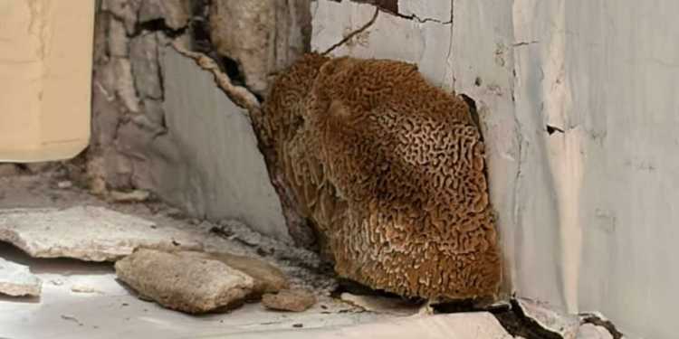 Mould Found at Manukau Super Clinic Mould Found at Manukau Super Clinic