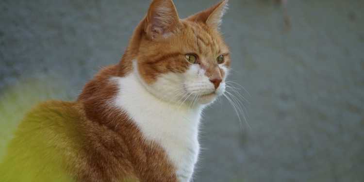 Waiuku rental left in squalor: Tenant fined ,383 for mess including cat faeces Waiuku rental left in squalor: Tenant fined ,383 for mess including cat faeces