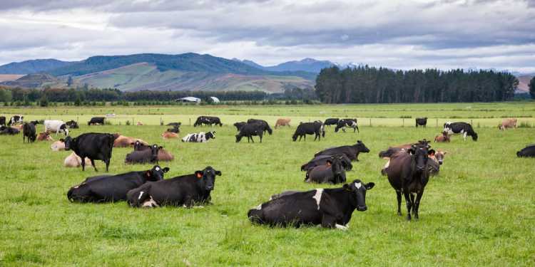 Far North man allegedly raped wife, stepdaughter and committed bestiality on cows, calves Far North man allegedly raped wife, stepdaughter and committed bestiality on cows, calves