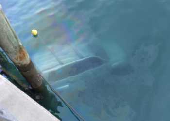 Waiheke ferry terminal crash: 4WD submerged, elderly driver fined for drink driving Waiheke ferry terminal crash: 4WD submerged, elderly driver fined for drink driving