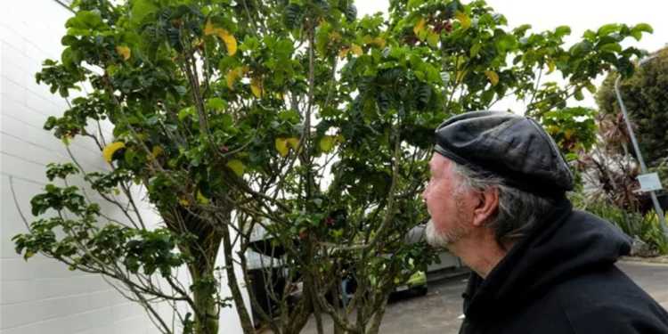 Auckland Residents React to Native Tree Removal in Freemans Bay Auckland Residents React to Native Tree Removal in Freemans Bay