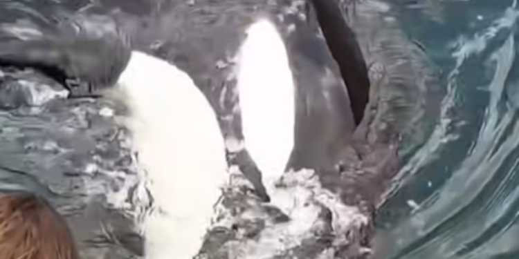 Orca Interacts with Diver Near Coromandel Orca Interacts with Diver Near Coromandel
