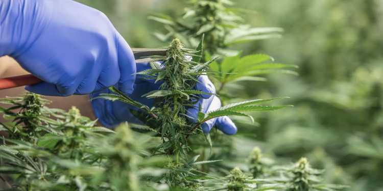 Joint venture: Three medical cannabis firms propose roll-up into one united firm Joint venture: Three medical cannabis firms propose roll-up into one united firm
