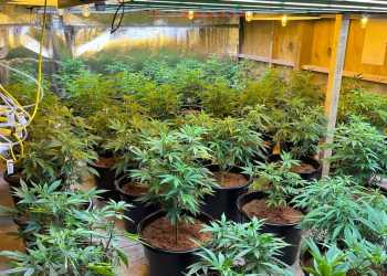 Over 10 Tonnes of Cannabis Seized in Auckland Operation
120 Grow Houses Linked to Organized Crime Targeted Over 10 Tonnes of Cannabis Seized in Auckland Operation
120 Grow Houses Linked to Organized Crime Targeted