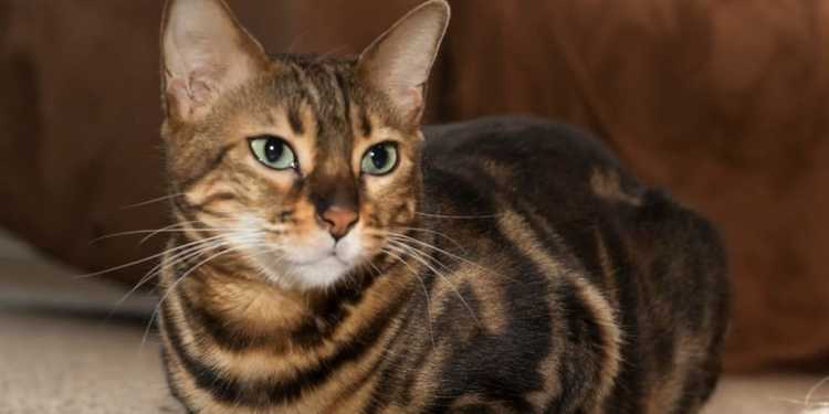 Microchip Helps Find Cat Missing for 11 Months Microchip Helps Find Cat Missing for 11 Months