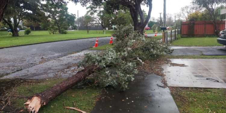 Weather: Lower Hutt woman Julie Paterson narrowly escapes falling tree branch in storm Weather: Lower Hutt woman Julie Paterson narrowly escapes falling tree branch in storm