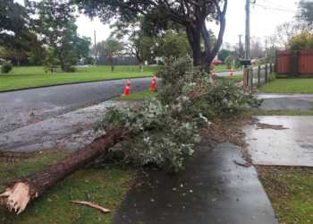 Weather: Lower Hutt woman Julie Paterson narrowly escapes falling tree branch in storm Weather: Lower Hutt woman Julie Paterson narrowly escapes falling tree branch in storm