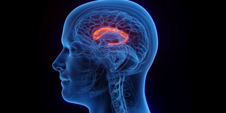 The science behind Gaba: Can this naturally occurring substance give you the same buzz as alcohol? The science behind Gaba: Can this naturally occurring substance give you the same buzz as alcohol?