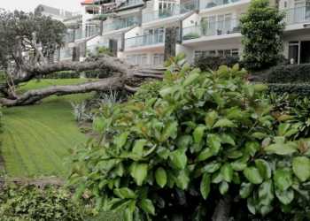 Takapuna apartment owners face 0,000 bill for fallen pōhutukawa tree removal Takapuna apartment owners face 0,000 bill for fallen pōhutukawa tree removal
