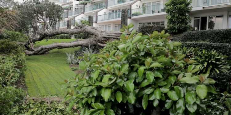 Takapuna apartment owners face 0,000 bill for fallen pōhutukawa tree removal Takapuna apartment owners face 0,000 bill for fallen pōhutukawa tree removal