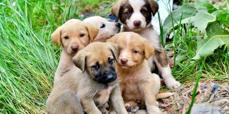 Brian Waru found guilty of child cruelty over puppy beheadings, sentence cut on appeal Brian Waru found guilty of child cruelty over puppy beheadings, sentence cut on appeal