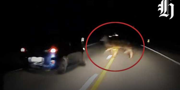 Dashcam footage captures near-miss with deer on highway Dashcam footage captures near-miss with deer on highway