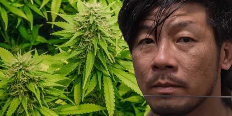 Cannabis Grower Dinh Vuong Sentenced After Auckland Raid Cannabis Grower Dinh Vuong Sentenced After Auckland Raid