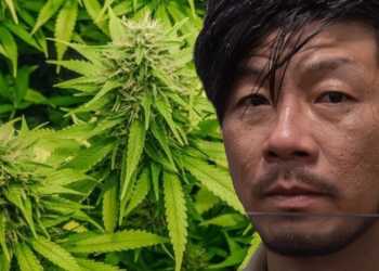 Cannabis Grower Dinh Vuong Sentenced After Auckland Raid Cannabis Grower Dinh Vuong Sentenced After Auckland Raid
