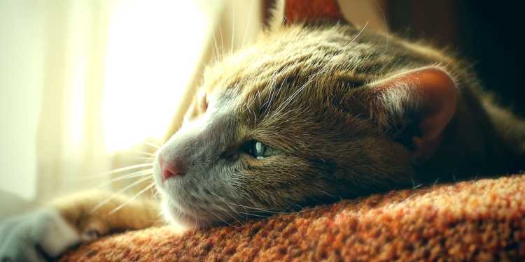 Hong Kong national ordered to leave NZ after conviction for injuring cat during toilet training Hong Kong national ordered to leave NZ after conviction for injuring cat during toilet training