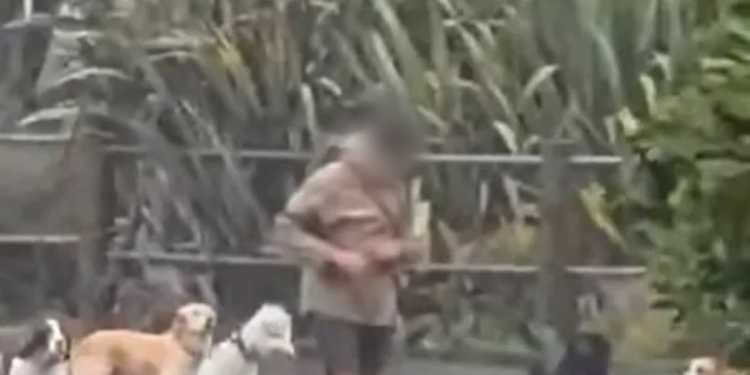 Auckland Dog Walker Recorded Swinging Dog on Leash Auckland Dog Walker Recorded Swinging Dog on Leash