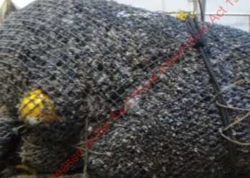 Conservationists criticise NZ trawling after massive coral bycatch Conservationists criticise NZ trawling after massive coral bycatch