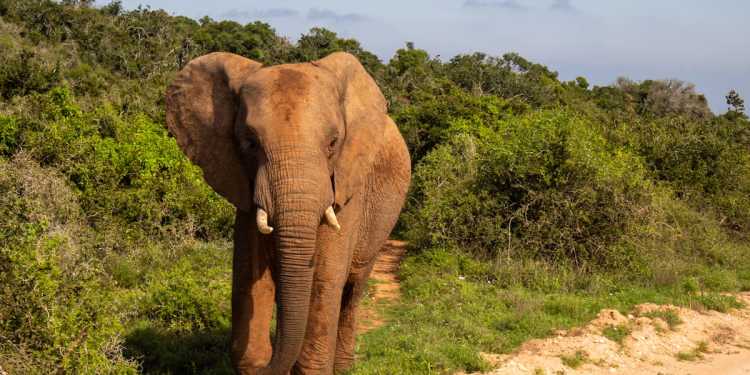 Kiwi tourist Alison Taylor killed by elephant in Zambia was ‘amazing’ woman Kiwi tourist Alison Taylor killed by elephant in Zambia was ‘amazing’ woman