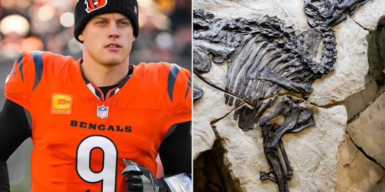 Joe Burrow Gave Bengals Teammates Dinosaur and Fossil Gifts Joe Burrow Gave Bengals Teammates Dinosaur and Fossil Gifts