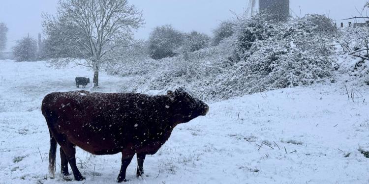 Cold snap sees parts of the East wake up to snow Cold snap sees parts of the East wake up to snow