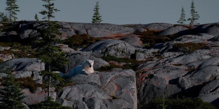In the polar bear capital of the world, a community lives with the predator next door and loves it In the polar bear capital of the world, a community lives with the predator next door and loves it