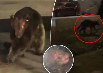 Mystery creature resembling blood-sucking chupacabra shows up at woman’s house in freaky footage: ‘No one believed me’ Mystery creature resembling blood-sucking chupacabra shows up at woman’s house in freaky footage: ‘No one believed me’