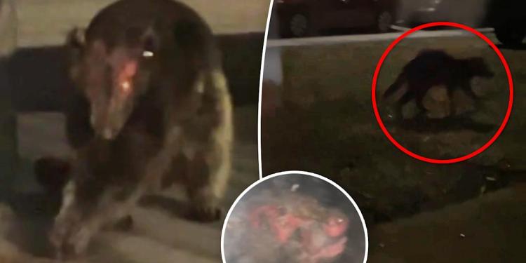 Mystery creature resembling blood-sucking chupacabra shows up at woman’s house in freaky footage: ‘No one believed me’ Mystery creature resembling blood-sucking chupacabra shows up at woman’s house in freaky footage: ‘No one believed me’