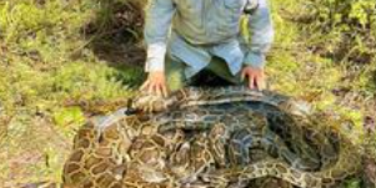 Massive python nest snagged in Southwest Florida Massive python nest snagged in Southwest Florida