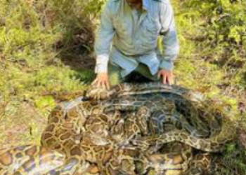 Massive python nest snagged in Southwest Florida Massive python nest snagged in Southwest Florida