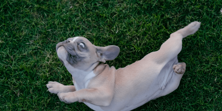 Petco Exposes Customer Information Petco Exposes Customer Information