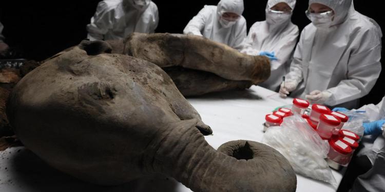 Dissected mammoth calf smells like ‘fermented earth and flesh’ Dissected mammoth calf smells like ‘fermented earth and flesh’