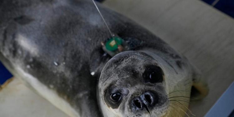 The cute whiskers are back on. Rare Mediterranean monk seals are cared for in a Greek rehab center The cute whiskers are back on. Rare Mediterranean monk seals are cared for in a Greek rehab center