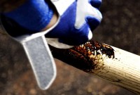 The Sticky Situation: A History Of Pine Tar In Baseball The Sticky Situation: A History Of Pine Tar In Baseball