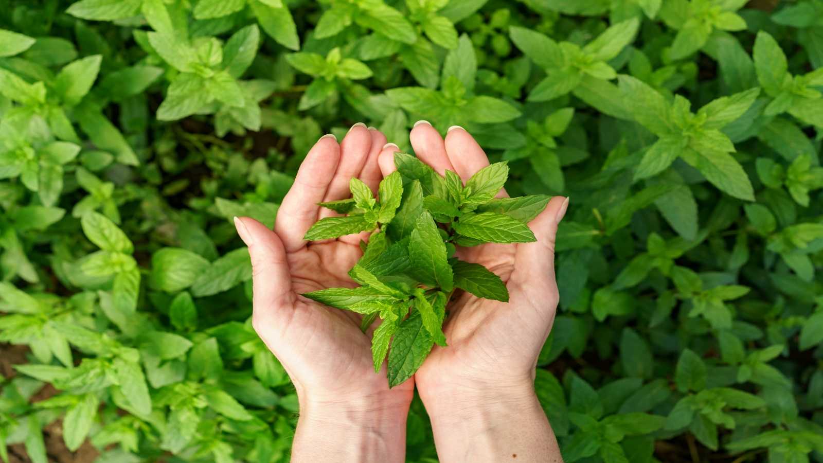 Neem vs Tulsi: Which Ayurvedic herb is better for your skin? Neem vs Tulsi: Which Ayurvedic herb is better for your skin?
