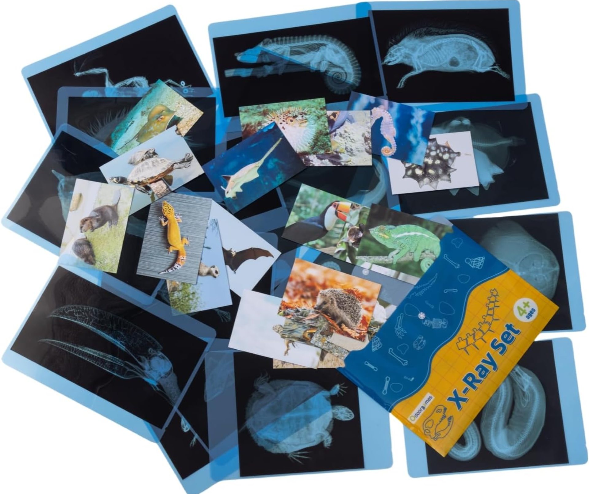 20 Pcs Animal Xrays and Picture Cards – Guess Who I Am ? – Educational Science Kit for Kids, Explore The Fascinating World of Animal Skeletons 20 Pcs Animal Xrays and Picture Cards – Guess Who I Am ? – Educational Science Kit for Kids, Explore The Fascinating World of Animal Skeletons