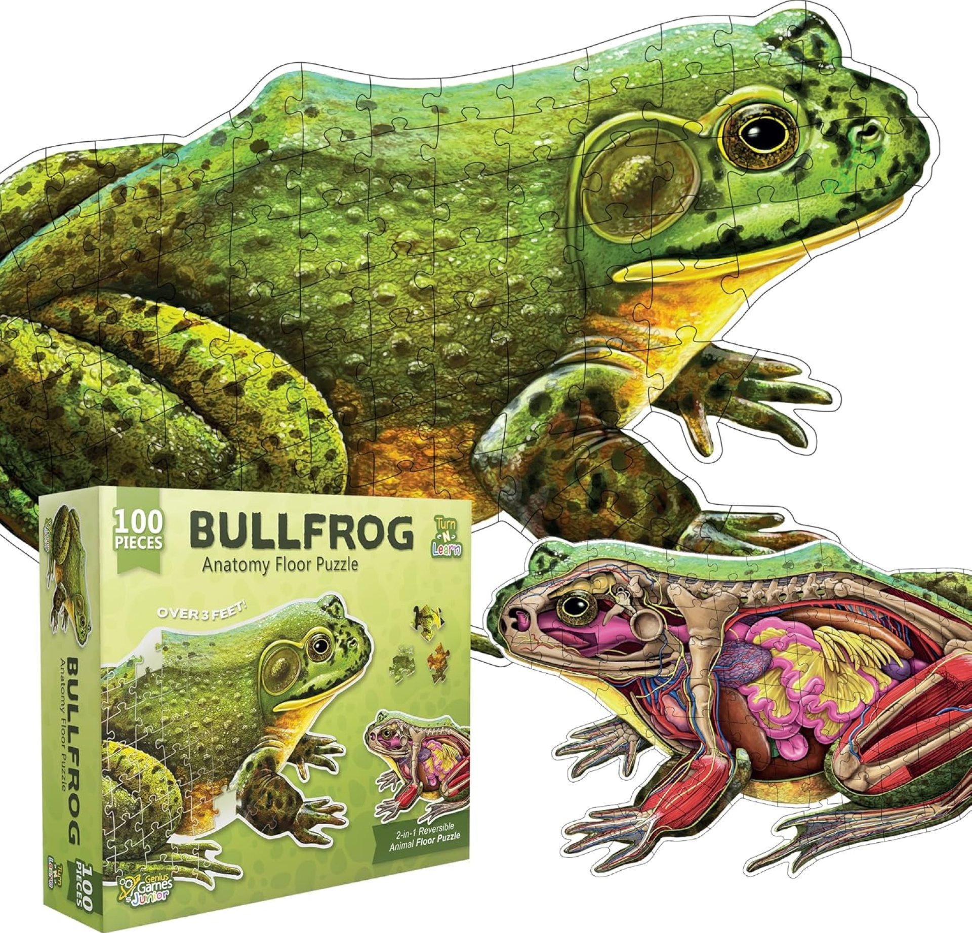 Bullfrog Animal Anatomy Floor Puzzle | 100-Piece Double Sided Jigsaw Puzzle | Large-Sized, Over 4 Feet Scientifically Accurate Illustration of Frog – Fun and Educational Toy for Kids, Toddlers Bullfrog Animal Anatomy Floor Puzzle | 100-Piece Double Sided Jigsaw Puzzle | Large-Sized, Over 4 Feet Scientifically Accurate Illustration of Frog – Fun and Educational Toy for Kids, Toddlers