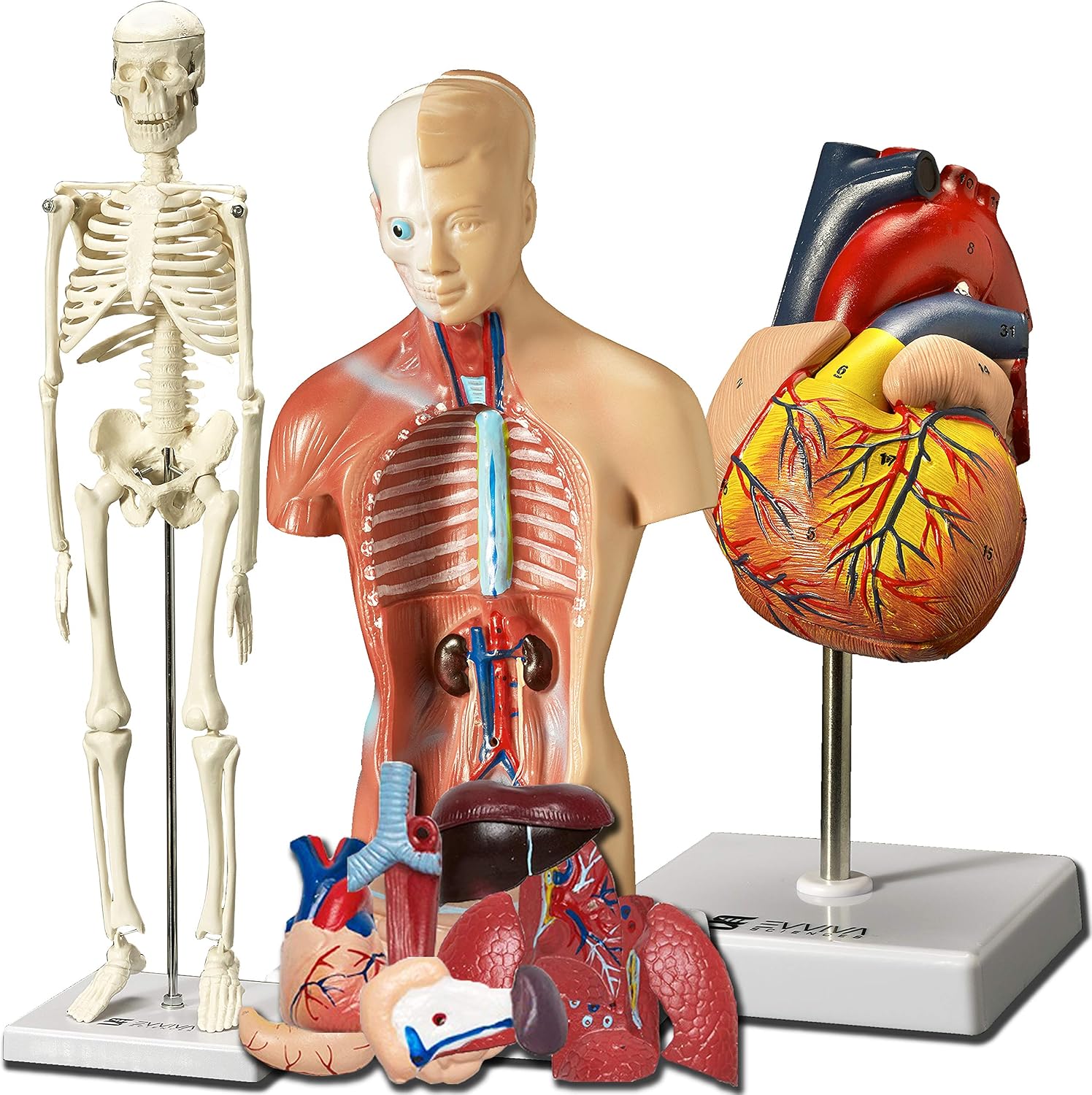 Evviva Sciences Human Heart, Torso, and Skeleton Models – Hands-On 3D Model Study Tools for Anatomy and Physiology Students with Anatomical Guide Booklet, Learning + Educational Kit Evviva Sciences Human Heart, Torso, and Skeleton Models – Hands-On 3D Model Study Tools for Anatomy and Physiology Students with Anatomical Guide Booklet, Learning + Educational Kit