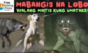 The Shadowed Paths: America’s Darkest Legends and the Enigma of the Na Wolfman The Shadowed Paths: America’s Darkest Legends and the Enigma of the Na Wolfman