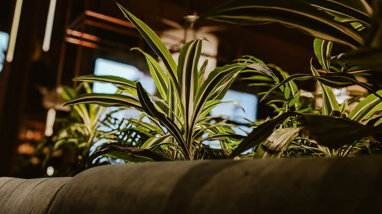 Dracaena houseplant sits behind a couch in low light