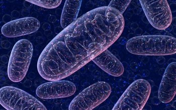 Study explains how the body’s internal clock influences inflammatory process of the immune system Study explains how the body’s internal clock influences inflammatory process of the immune system