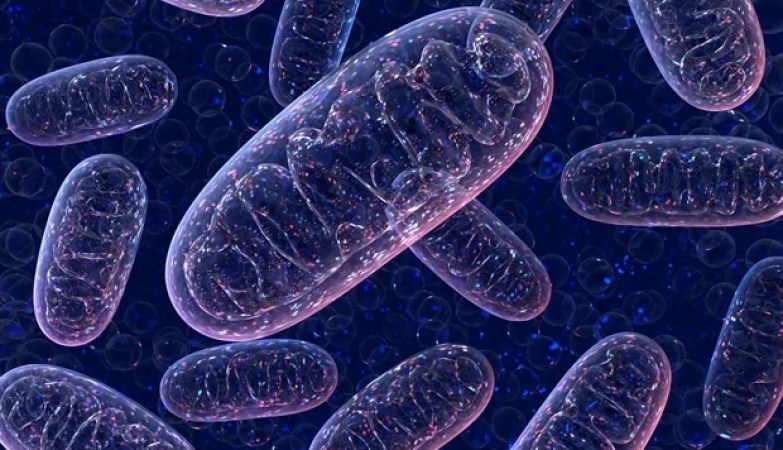 Study explains how the body’s internal clock influences inflammatory process of the immune system Study explains how the body’s internal clock influences inflammatory process of the immune system