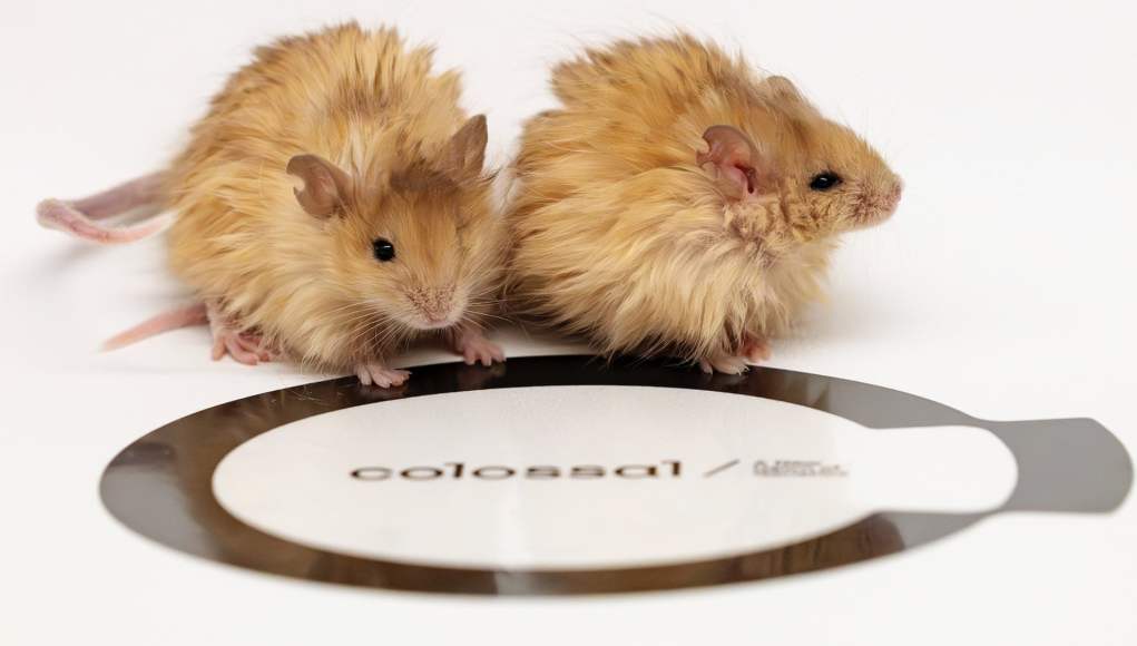 Dos ratones con pelaje esponjoso y de color anaranjado sobre una superficie blanca con un logo de la empresa "Colossal Biosciences". La imagen parece representar un experimento biotecnológico relacionado con la genética de los ratones. Dos ratones con pelaje esponjoso y de color anaranjado sobre una superficie blanca con un logo de la empresa "Colossal Biosciences". La imagen parece representar un experimento biotecnológico relacionado con la genética de los ratones.