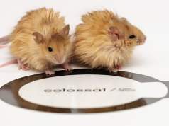 Científicos que buscan traer de vuelta al mamut lanudo crean ratones lanudos Dos ratones con pelaje esponjoso y de color anaranjado sobre una superficie blanca con un logo de la empresa "Colossal Biosciences". La imagen parece representar un experimento biotecnológico relacionado con la genética de los ratones.