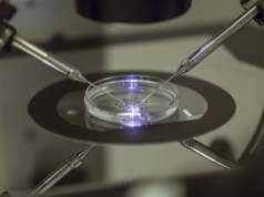 ¿Óvulos y espermatozoides de laboratorio? Un avance científico que promete y preocupa a partes iguales Primer plano de un procedimiento científico en un laboratorio, donde se observa una placa de Petri iluminada por luz azul y manipulada con precisión mediante dos micropipetas controladas por un microscopio. La escena refleja un entorno avanzado de investigación en biotecnología o fertilidad asistida.