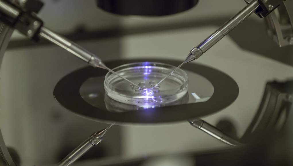 Primer plano de un procedimiento científico en un laboratorio, donde se observa una placa de Petri iluminada por luz azul y manipulada con precisión mediante dos micropipetas controladas por un microscopio. La escena refleja un entorno avanzado de investigación en biotecnología o fertilidad asistida. Primer plano de un procedimiento científico en un laboratorio, donde se observa una placa de Petri iluminada por luz azul y manipulada con precisión mediante dos micropipetas controladas por un microscopio. La escena refleja un entorno avanzado de investigación en biotecnología o fertilidad asistida.