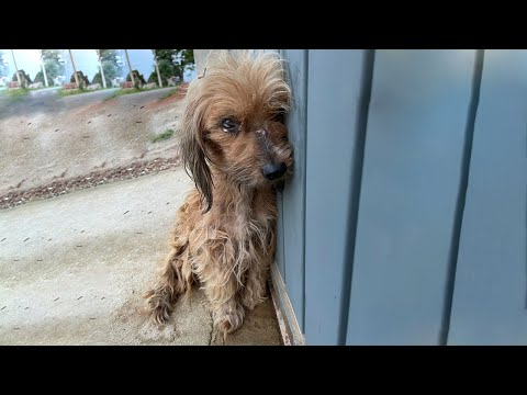 Sick Stray Gives Up Hope After Weeks as Children’s Cruel Toy Until Rescuers Change Everything Sick Stray Gives Up Hope After Weeks as Children’s Cruel Toy Until Rescuers Change Everything