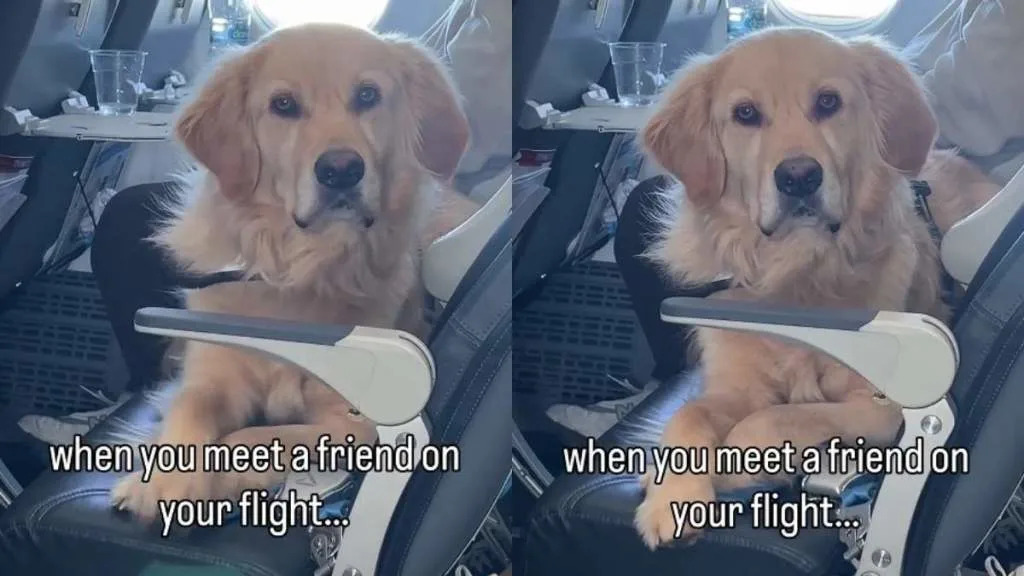 Video Captures a Golden Retriever Meeting a Friend Mid-Flight Video Captures a Golden Retriever Meeting a Friend Mid-Flight