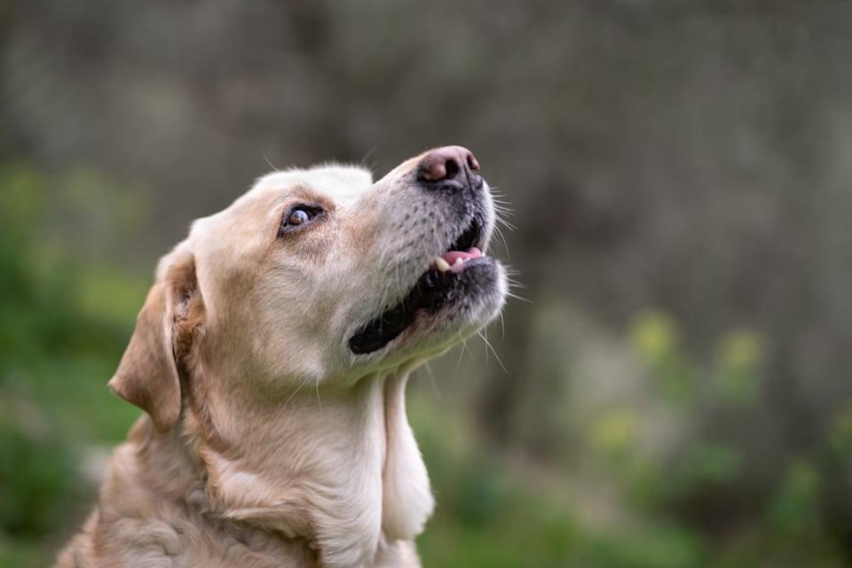 Video of Dog Making It To His 23rd Birthday Is So Moving Video of Dog Making It To His 23rd Birthday Is So Moving